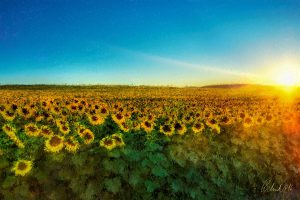 Champ de tournesols (GH - peinture numérique - 2016)